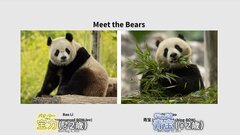 パンダ2頭が中国から来訪へ 年内にアメリカ首都ワシントンの動物園に　去年11月に3頭を返還| TBS CROSS DIG with Bloomberg