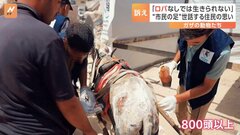 「ロバが生きられれば、私たちも生きられる」ロバはけが人を搬送する“救急車”　ガザでの戦闘が始まって1年　動物たちにも大きな犠牲| TBS CROSS DIG with Bloomberg
