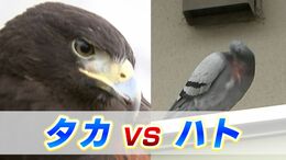「団地に棲みつくハト」を追い払え！やって来たのは「鷹匠」　タカVSハト　その結末は？【岡山】|TBS NEWS DIG