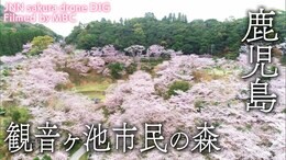 観音ヶ池市民の森 鹿児島県いちき串木野市【JNN sakuraドローンDIG】|TBS NEWS DIG