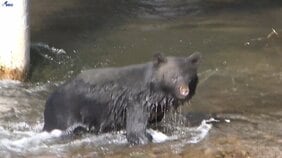 盛岡市中心部の官庁街にクマ 盛岡城跡公園周辺でクマ目撃相次ぐ 中津川を泳ぐ姿も 岩手|TBS NEWS DIG