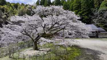 分校の跡に咲くヤマザクラ 子どもたちを見守り樹齢100年に 佐賀県神埼