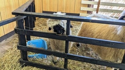 垂れ耳と真っ黒い顔がかわいい！世界一かわいい羊に会ってきた！ 岩手