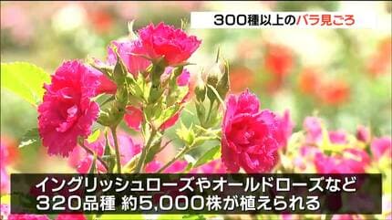 遅咲きも開花“バラの楽園”へ 色鮮やか5000株咲き誇る 宮城・加美町