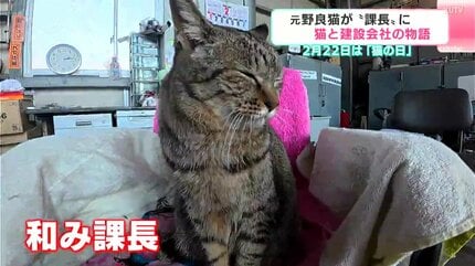 動画】元野良猫が建設会社の「課長」就任、辞令交付で「ニャ～ン」弁当