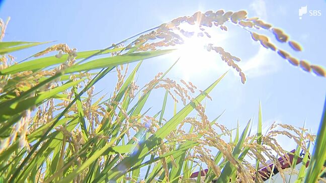 店頭のコメ「安くなった実感」届かず...銘柄米とブランド米で広がる価格差 備蓄米の放出後1100円超え=静岡|TBS NEWS DIG