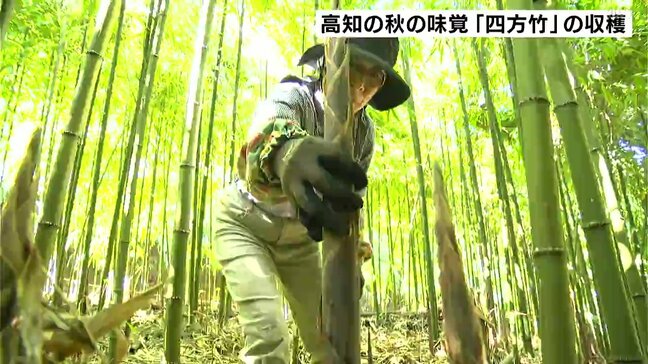 「食感を味わって」高知の秋の味覚『四方竹』の収穫|TBS NEWS DIG