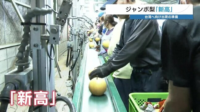 “台湾で売れ行き上々” ジャンボ梨「新高」　中秋節へ向け出荷作業始まる　熊本県氷川町|TBS NEWS DIG