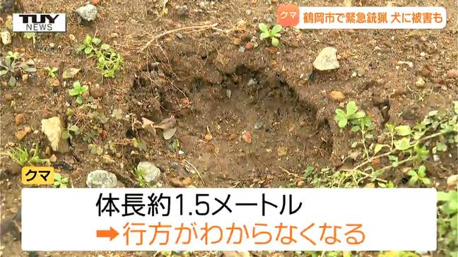 犬を襲ったクマと駆除されたクマは同じ個体か...緊急銃猟でクマ1頭が駆除　住宅街でクマ目撃相次ぐ（山形・鶴岡市）|TBS NEWS DIG