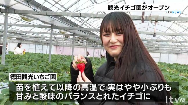 愛媛オリジナル｢紅い雫｣や｢紅ほっぺ｣が食べ頃 徳田観光いちご園が今季営業開始  来年5月上旬まで営業予定|TBS NEWS DIG