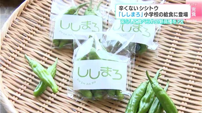 「これ食べてからはもういけるなと思った」辛くないシシトウ『ししまろ』小学校の給食に登場　安心して食べられる新品種をPR|TBS NEWS DIG