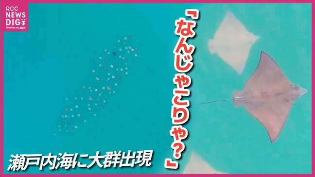 「なんじゃこりゃ⁉初めて見た」 撮影者も驚いたエイの大群 広島県沖の瀬戸内海でドローンがとらえる|TBS NEWS DIG