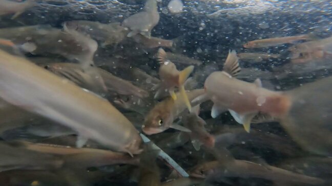 大野川に2万匹の稚アユ放流 6月に漁解禁 漁協「川の状態が良く豊漁期待」 大分 |TBS NEWS DIG