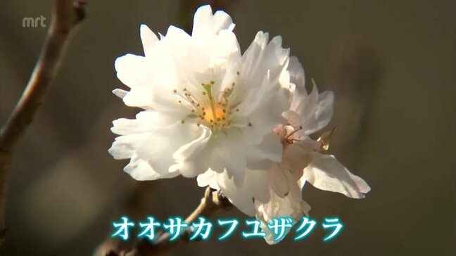 小さく可憐な冬の桜　門川町の私設庭園「桃源郷岬」で見ごろに|TBS NEWS DIG