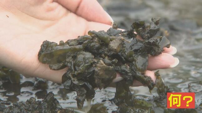 雨上がりの”謎ワカメ” 食用からサプリまで…幅広い利用が期待 秘められた可能性とは|TBS NEWS DIG