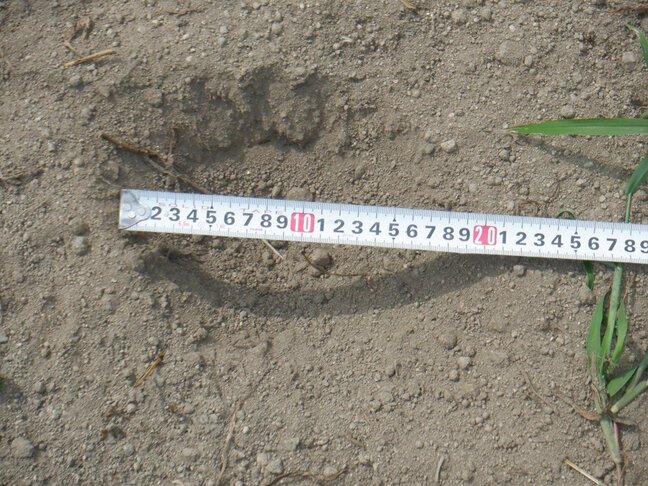 【画像あり】クマのような足跡、草刈り中の人が発見…いわき市田人町 福島|TBS NEWS DIG