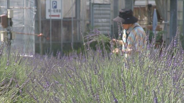 初夏を告げるラベンダーが富山市のハーブファームで見ごろ 香水用に花の摘み取りも行われる|TBS NEWS DIG