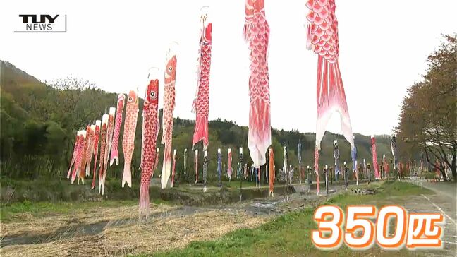 ゴールデンウィークお出かけスポット　 村山高瀬川に色とりどりの鯉のぼり！こいのぼりおじさんは「すべて遊び心」（山形市）|TBS NEWS DIG