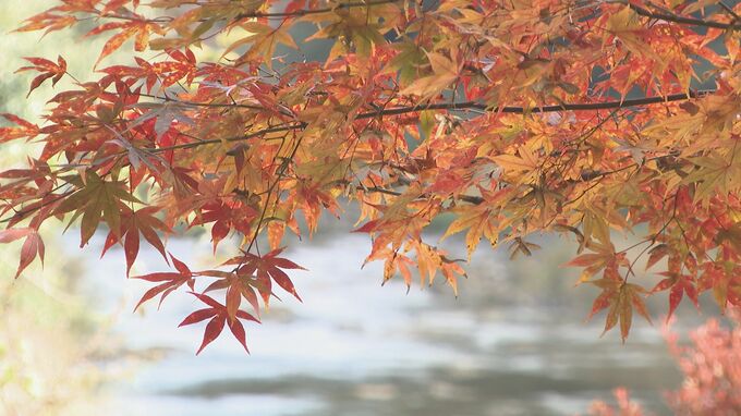 冷え込みで紅葉見頃に　名所の長門峡も色づく|TBS NEWS DIG