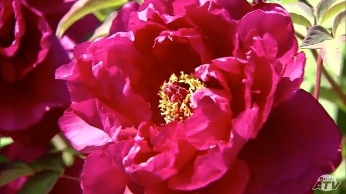 「天国ってこんな感じかな…」130種類・約8000本のボタン咲き乱れる　「長谷ぼたんまつり」が開催　色とりどりのぼたん見頃に　|　青森のニュース│ATV NEWS│青森テレビ