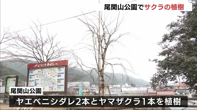 「次の100年後を目指し みんなで大切にしていきたい」　“桜の名所”尾関山公園でサクラの植樹が行われる　広島県三次市|TBS NEWS DIG