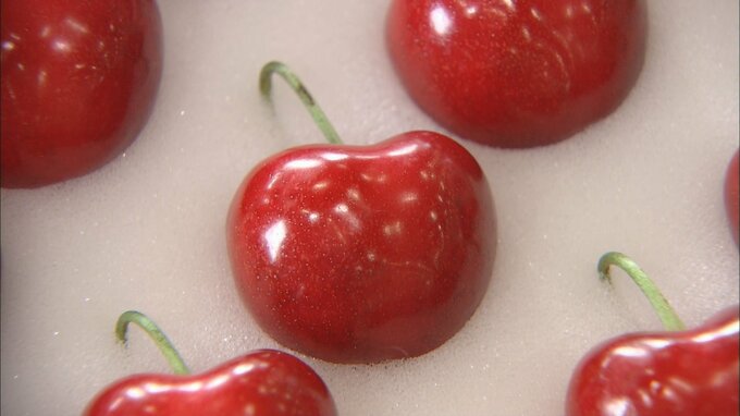 大玉の“最高級サクランボ”が最高値更新の1箱9粒入り35万円で競り落とされる　競り落とした青果店「社員などと分け合って食べたい」　青森県南部町　|　青森のニュース│ATV NEWS│青森テレビ