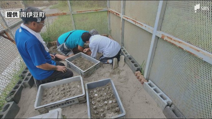 アカウミガメ産卵6年ぶりに確認 海水浴場として知られる弓ヶ浜海岸で110個＝静岡・南伊豆町|TBS NEWS DIG