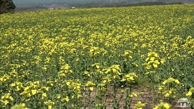 CLANNAD（クラナド）の聖地の「菜の花畑」で開花宣言　小さなてのひらいっぱいに菜の花を　本州最大規模の作付け面積誇る　|　青森のニュース│ATV NEWS│青森テレビ