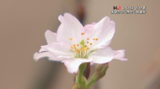 “経験と技”で桜を目覚めさせる　山あいからのカメラマンリポート　早咲き「啓翁桜」の出荷　富山・南砺市　|　富山のニュース｜天気・防災｜チューリップテレビ