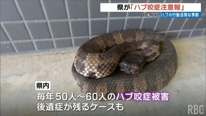 GWだけど沖縄の「ハブ」に注意！　5・6月は活発に動く時期「ハブ咬症注意報」が出ています|TBS NEWS DIG