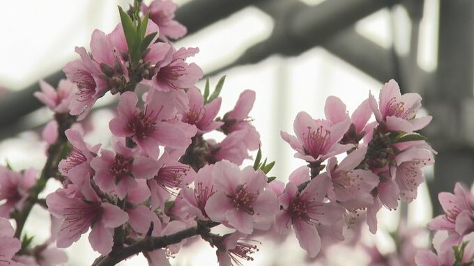 開花が去年より1週間早く　農業用ハウスで早生品種の桃の花が見ごろ　甲州市|TBS NEWS DIG