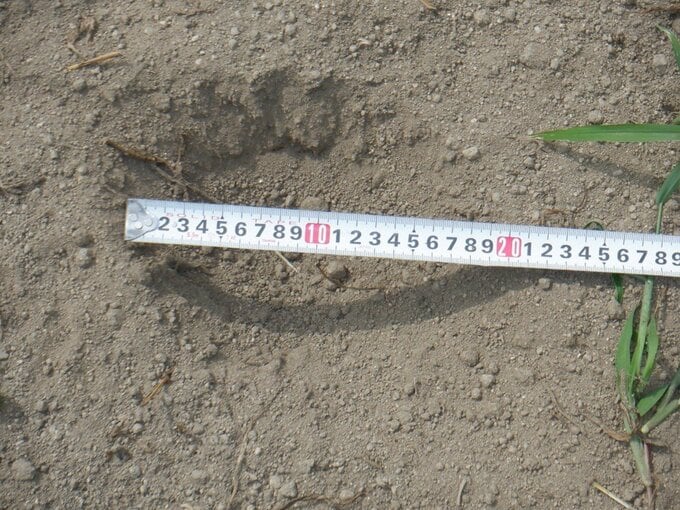 【画像あり】クマのような足跡、草刈り中の人が発見…いわき市田人町　福島　|　福島のニュース│TUF