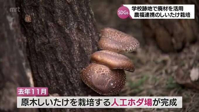 農福連携に廃材利用で新たな生産者の確保も　SDGsな「しいたけ栽培」への取り組み　|　MRTニュース ｜ ＭＲＴ宮崎放送