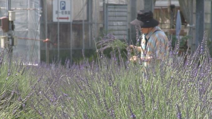 初夏を告げるラベンダーが富山市のハーブファームで見ごろ 香水用に花の摘み取りも行われる　|　富山のニュース｜天気・防災｜チューリップテレビ