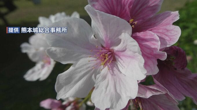 新種のサクラ 名前は「八十姫(やそひめ)」が"圧倒的な得票率"＜熊本城＞　2027年春に世界が認める“新品種”を目指す|TBS NEWS DIG