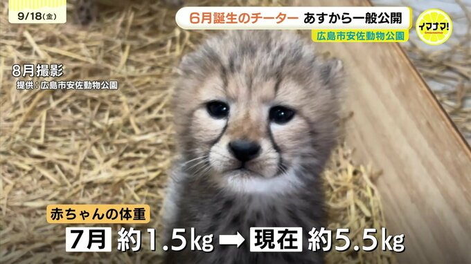 「お母さんの子育ては100点」　６月生まれのチーターの赤ちゃん　19日から一般公開　広島市安佐動物公園では初の繁殖　|　RCC NEWS | 広島ニュース | RCC中国放送
