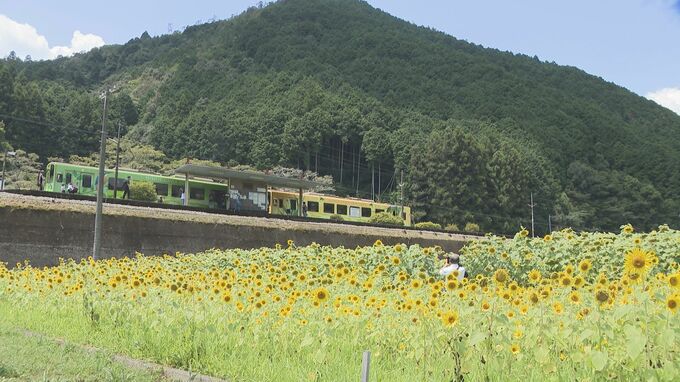 休耕田に3万本のヒマワリ　地域おこしのフェスティバル　錦川清流線の利用促進も　山口・岩国　|　山口のニュース・天気・防災｜tys NEWS｜ｔｙｓテレビ山口