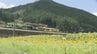 休耕田に3万本のヒマワリ　地域おこしのフェスティバル　錦川清流線の利用促進も　山口・岩国　|　山口のニュース・天気・防災｜tys NEWS｜ｔｙｓテレビ山口