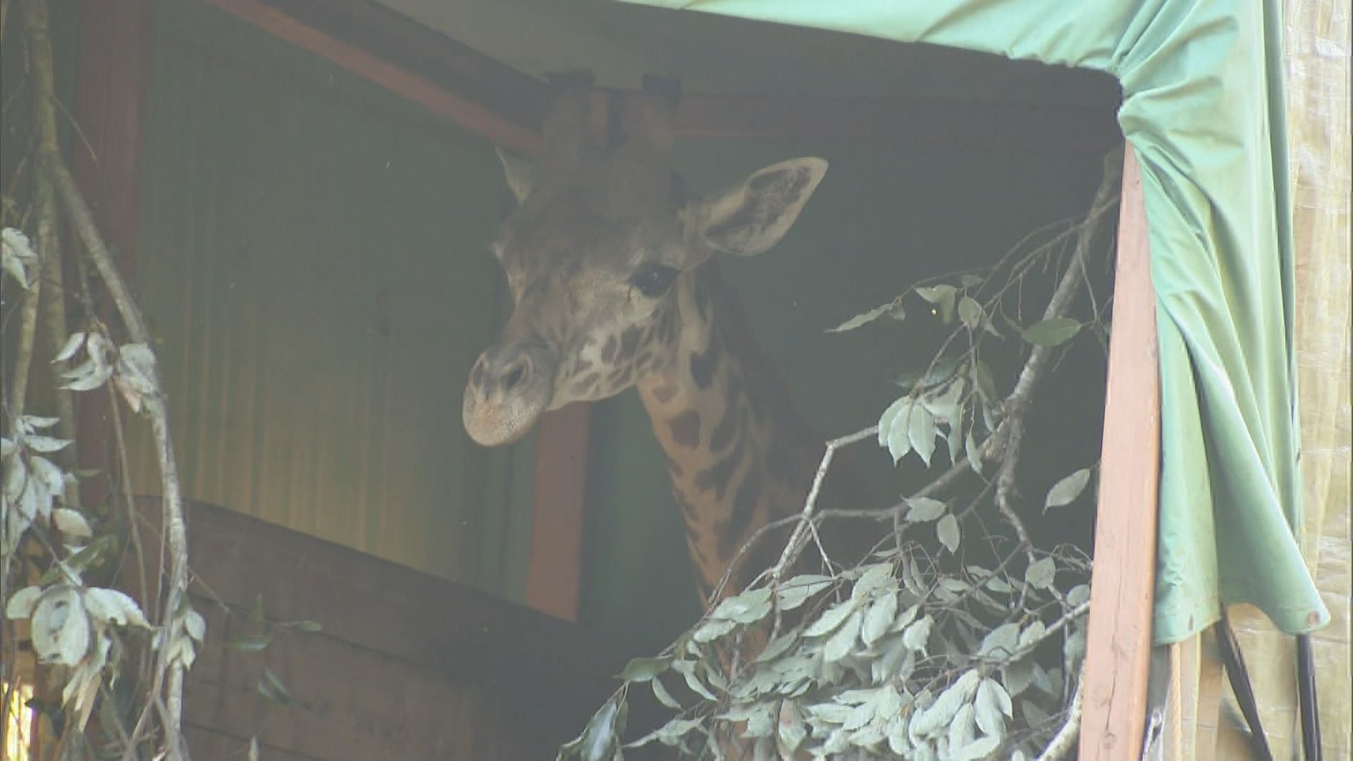 キリンを乗せたトラックが到着 「ハルマ」（2歳・オス）が到津の森