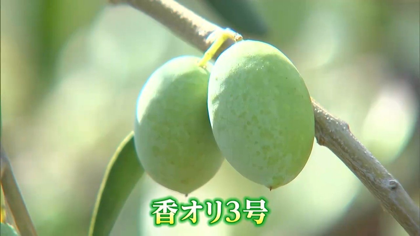日本で初めて生まれたオリーブの品種「香オリ3号」小豆島で初収穫 炭そ