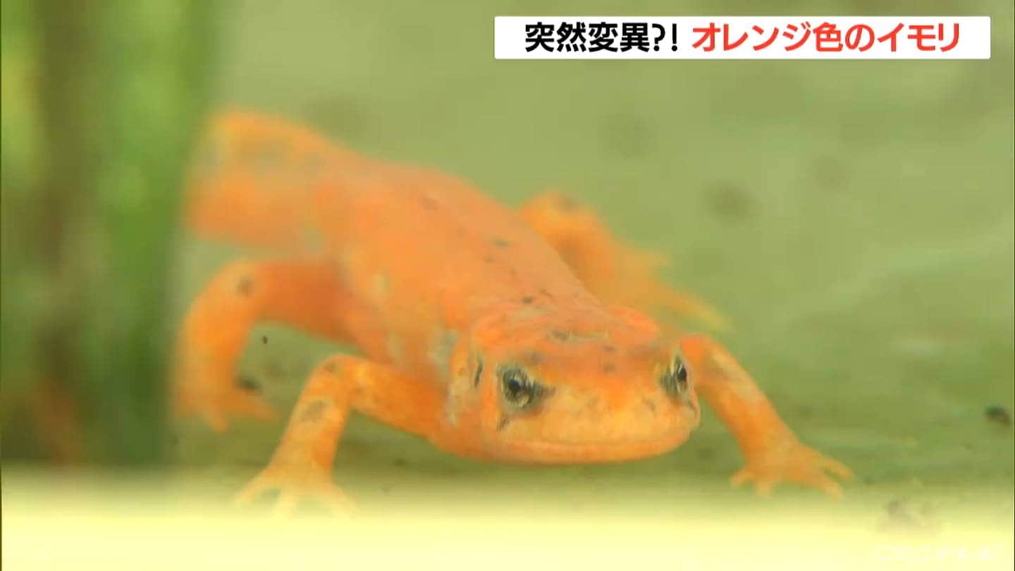 突然変異？全身オレンジ色のイモリ 鳥羽水族館に“仲間入り” 度会町の