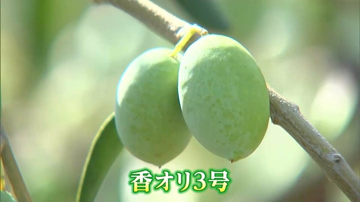 オリーブ Nike-Air-Max-Plus-3-Olive-