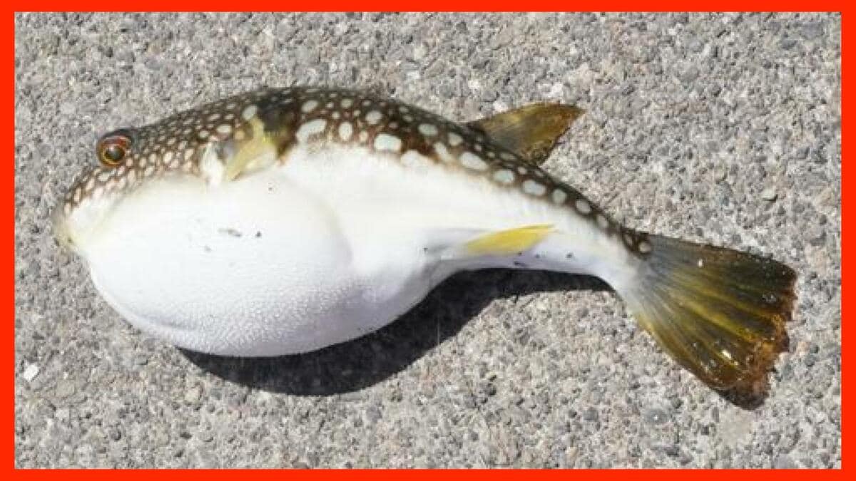 青酸カリ×1000倍《フグ毒》をフグが食べたら…?長崎大学ら研究グループが初めて明らかに | TBS NEWS DIG