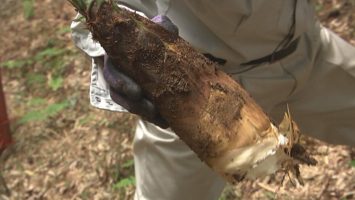 「倍ですね。十分すぎるくらい採れる」今年はタケノコ豊作　安いと1キロ500円以下になることも　山梨・道の駅とみざわ