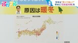 早くも「花粉シーズン」到来?1月なのに患者増 早めに花粉症対策を【ひるおび】|TBS NEWS DIG
