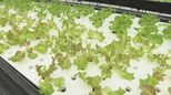 魚のふんで野菜を栽培、さらに魚は食べられる…一石何鳥?注目の「アクアポニックス」取り組むのは町工場 福島|TBS NEWS DIG