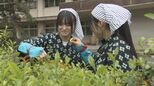 旧広瀬分校で伝統の茶摘み　坂上分校が引き継ぐ　山口・岩国|TBS NEWS DIG