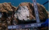 損傷したサンゴ「移植しても問題なし」 辺野古「くい打ち試験」アンカーで傷 辺野古環境監視等委員会が了承 | 沖縄のニュース|RBC 琉球放送