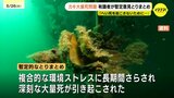 「複合的な環境ストレスに長期間さらされ…」かきの大量へい死問題　広島県の有識者会議が暫定とりまとめ|TBS NEWS DIG