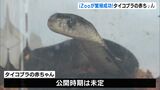 「みんな順調に脱皮していて健康です」数が激減しているタイコブラの繁殖成功　6匹の赤ちゃん誕生＝静岡・河津町|TBS NEWS DIG